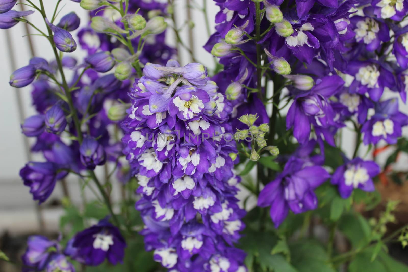 The picture shows blue larkspur in the garden