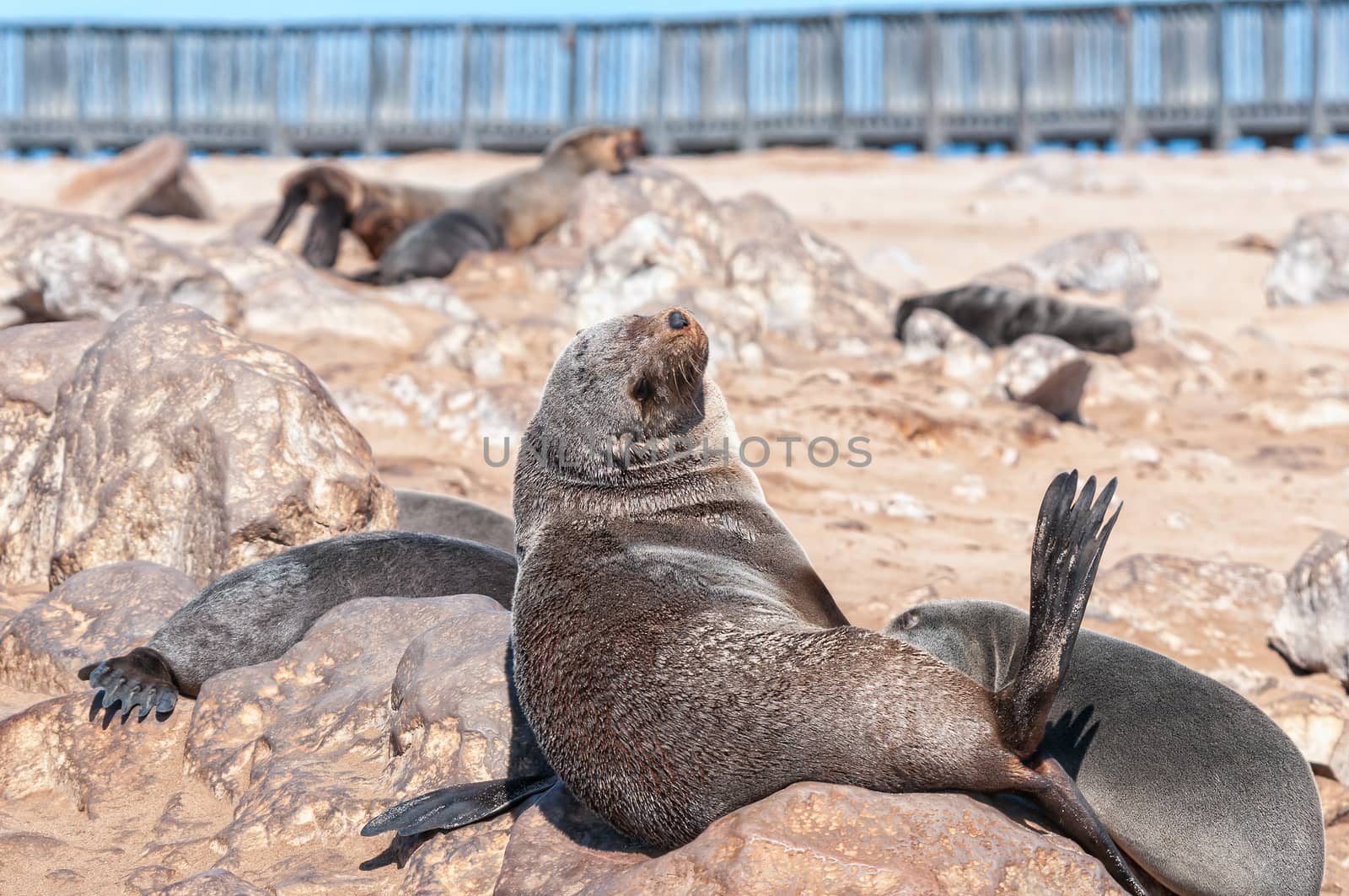 A Cape Fur Seal, Arctocephalus pusillus, basking in the sun at Cape Cross in Namibia