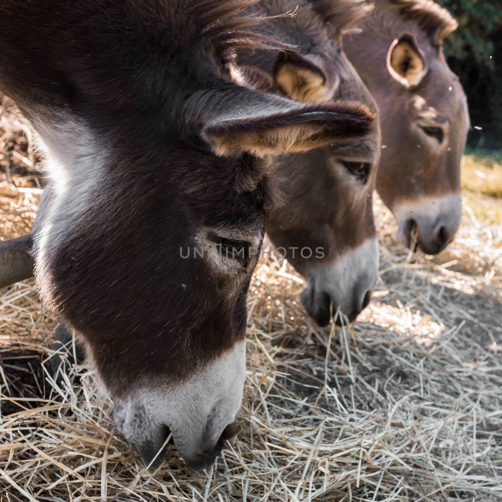 Three lovely donkeys eating the hay in a corral.