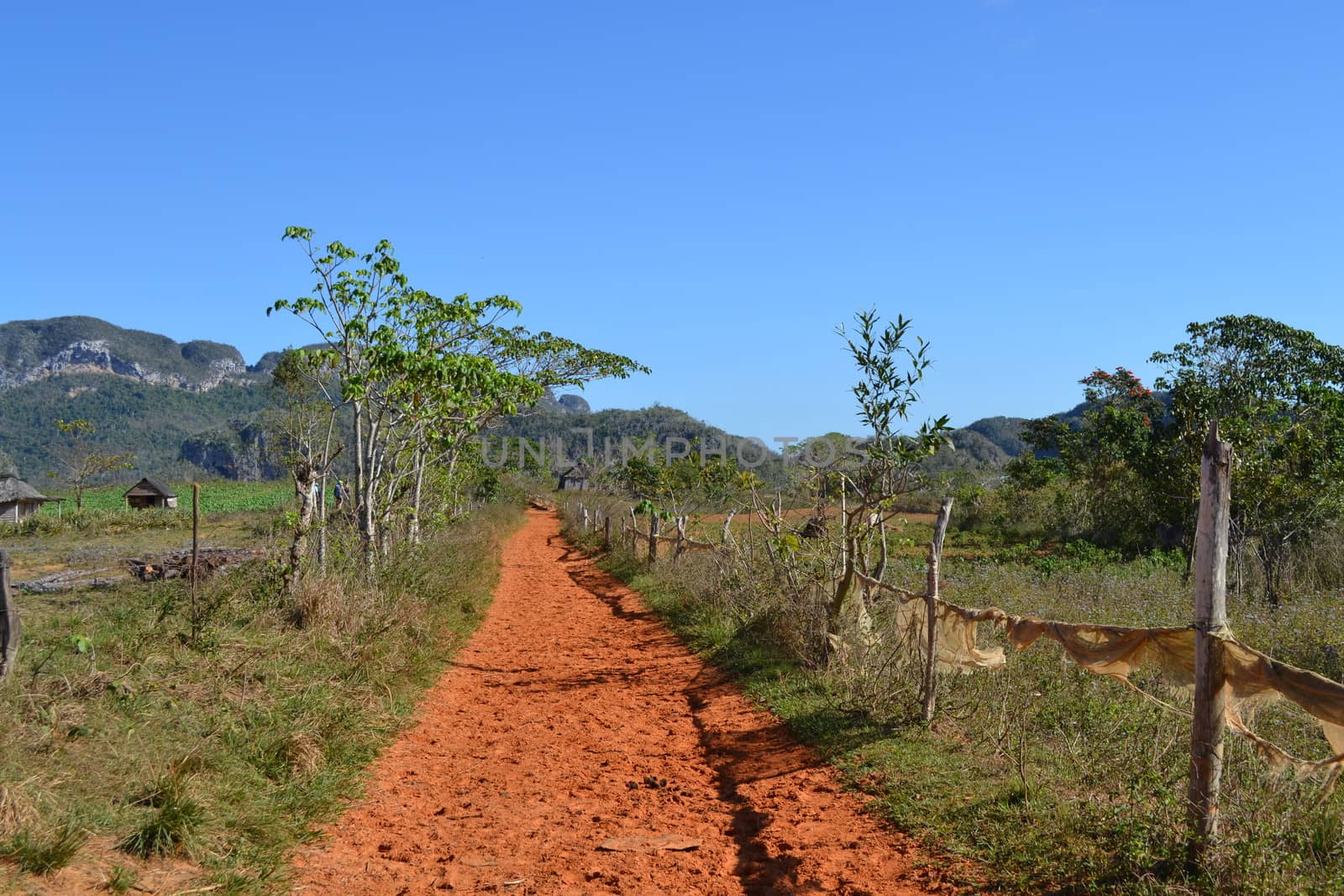 Hiking path through the valley of Vinales, passing coffee plantations in Cuba by kb79