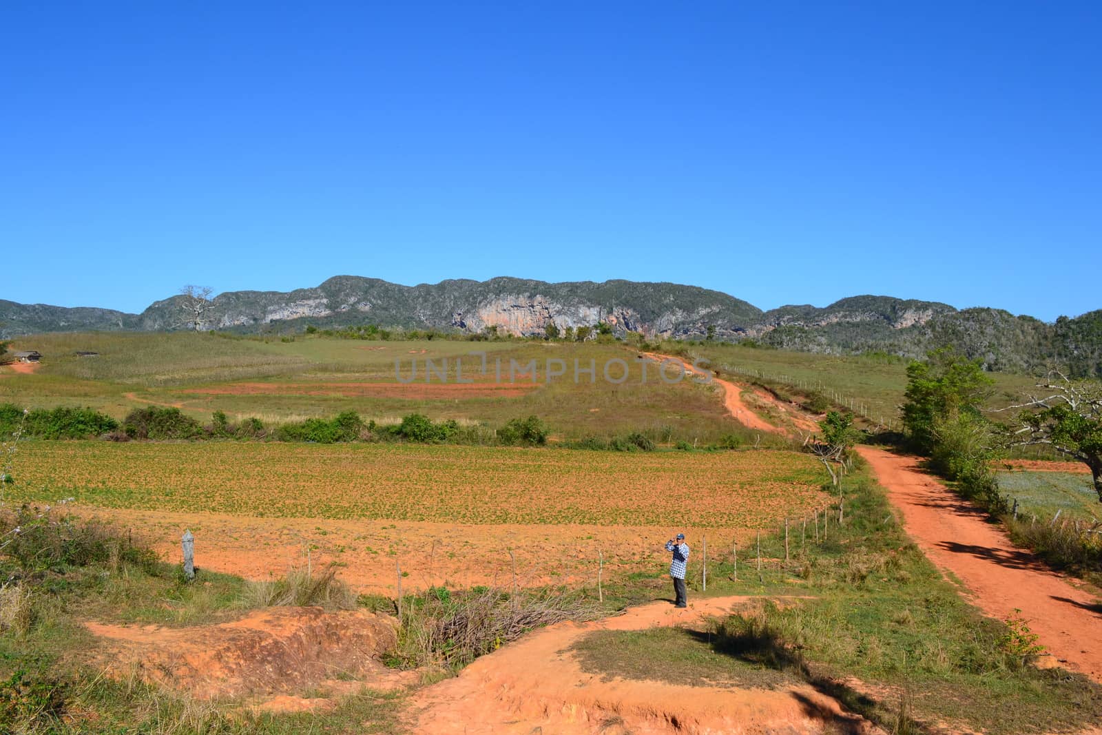 Hiking path through the valley of Vinales, passing coffee plantations in Cuba by kb79