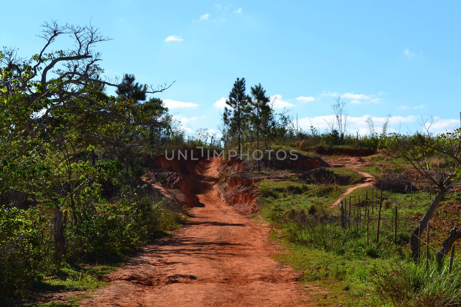 Hiking path through the valley of Vinales, passing coffee plantations in Cuba by kb79