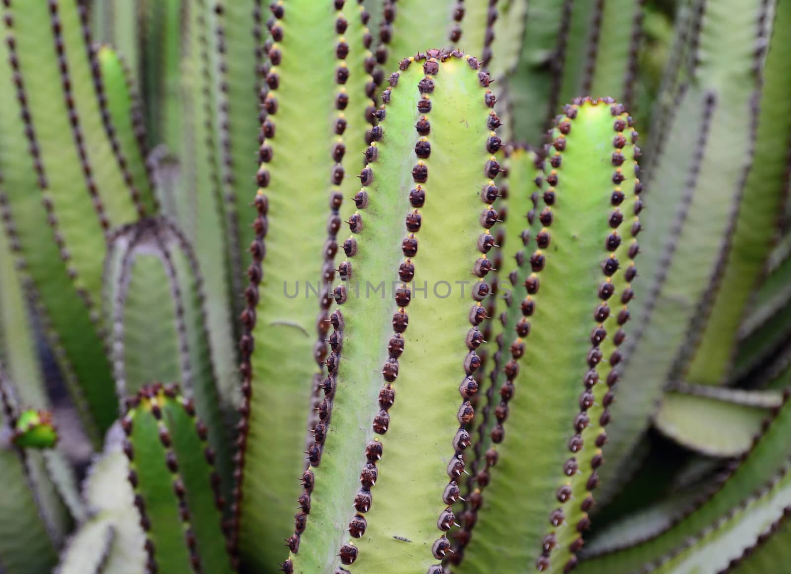 Stems of green cactus close up.