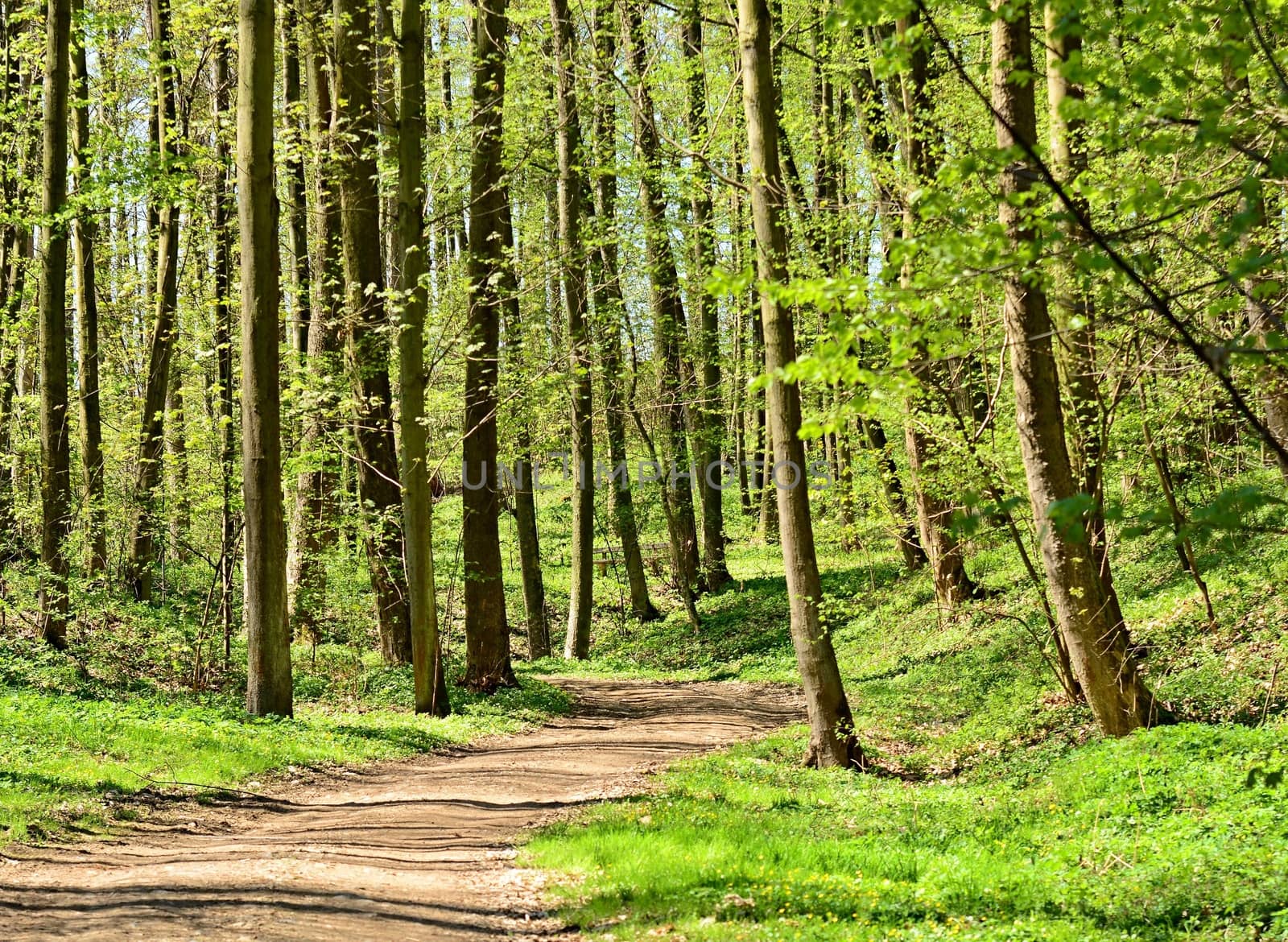 Walk path through the green park under the tall trees in a sunny day. Vlasim castle park.