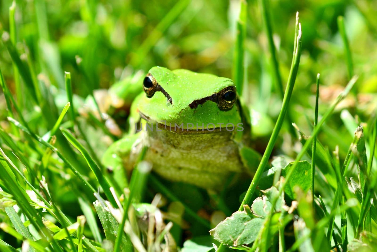 Green European Tree Frog (Hyla arborea) Sitting in Grass.
