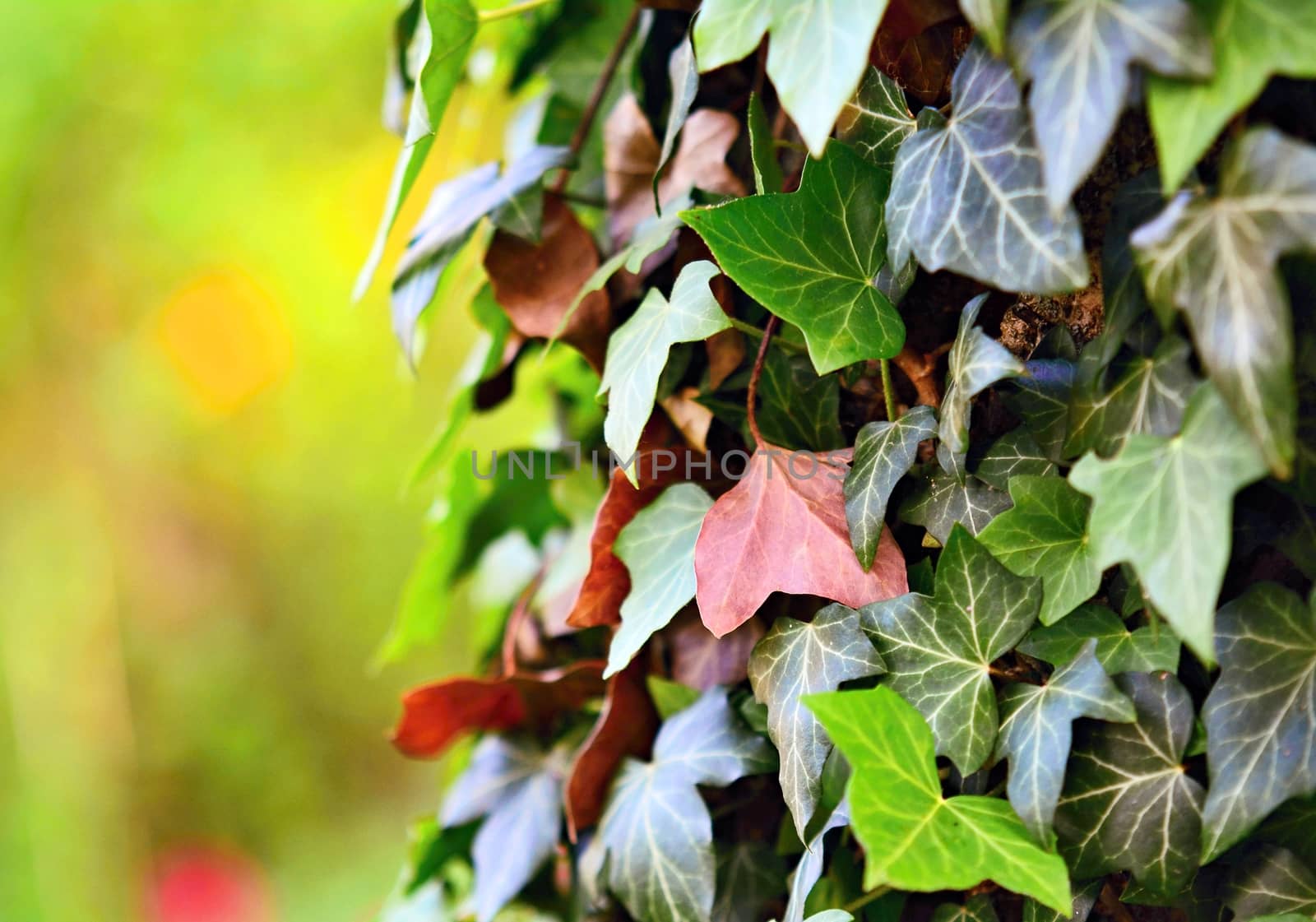 Ivy leaves closeup by hamik