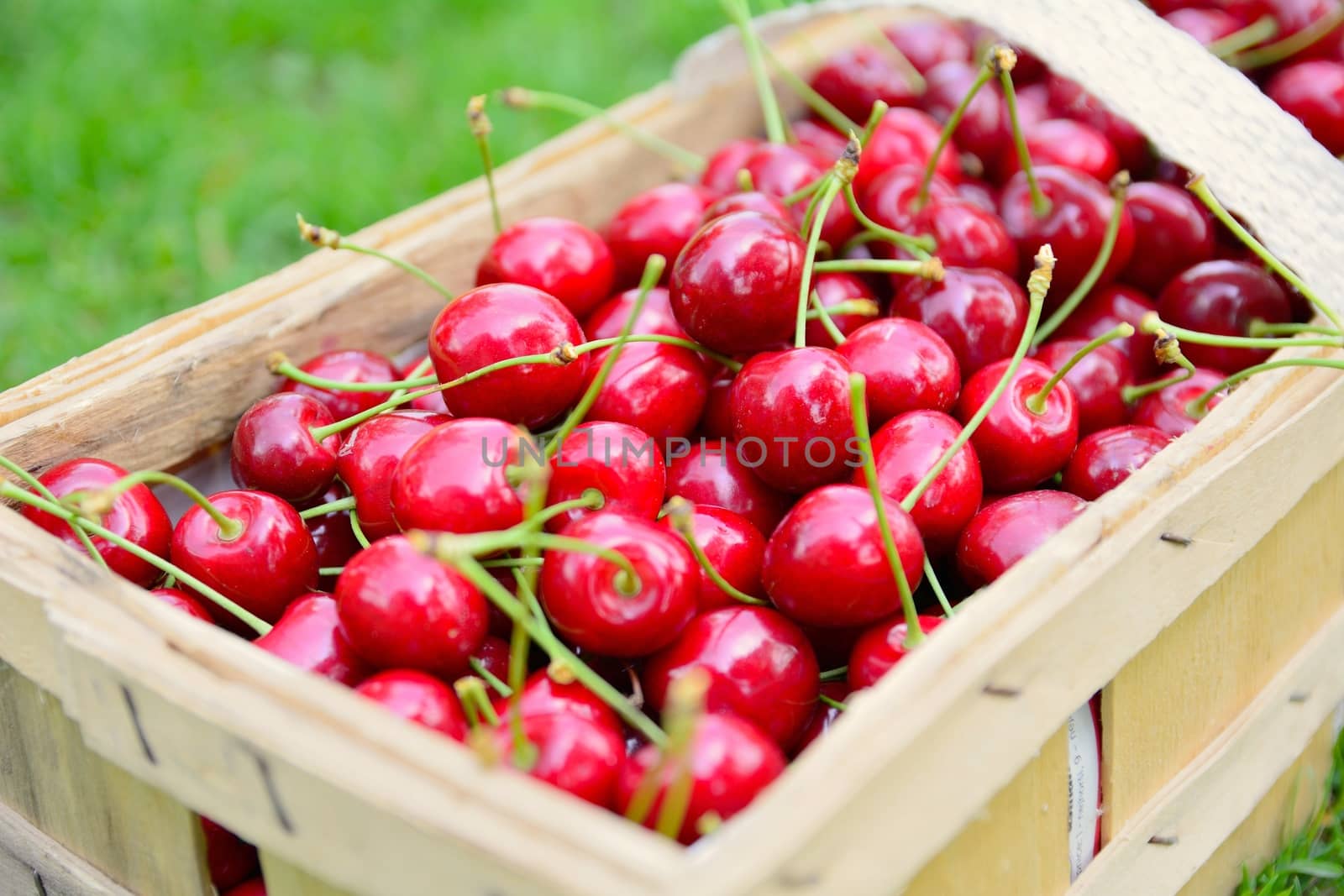 Basket full of fresh ripe harvested cherries.