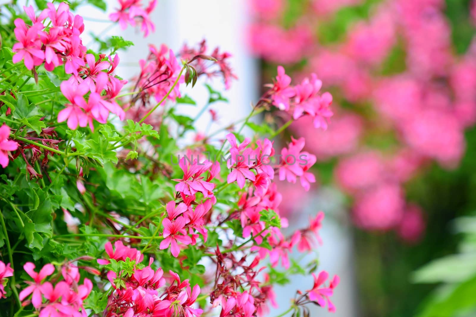 Closeup of a colourful blossoms of flowering pink Geranium.