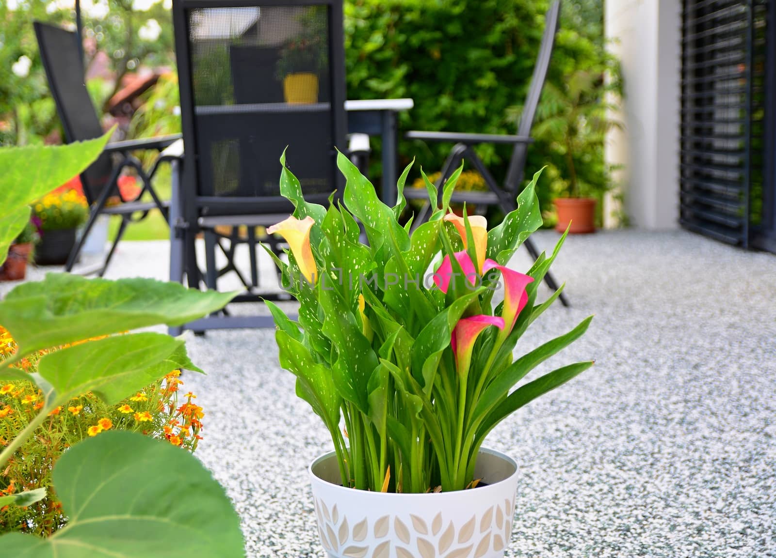 Beautiful Terrace with Decorative Potted Flower by hamik