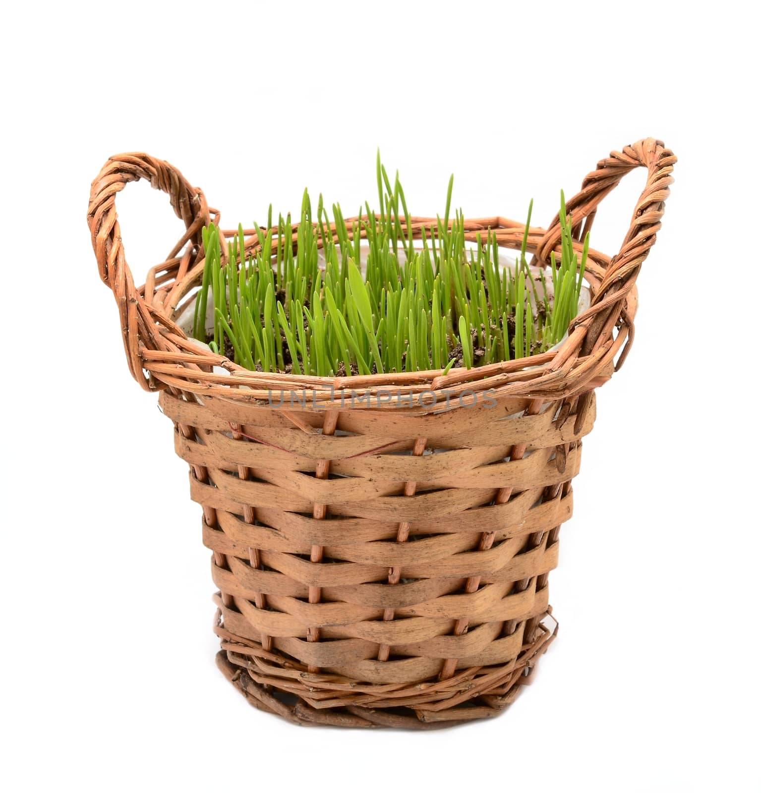 Traditional spring Easter decoration. Wheat grass growing in wicker basket on white background.