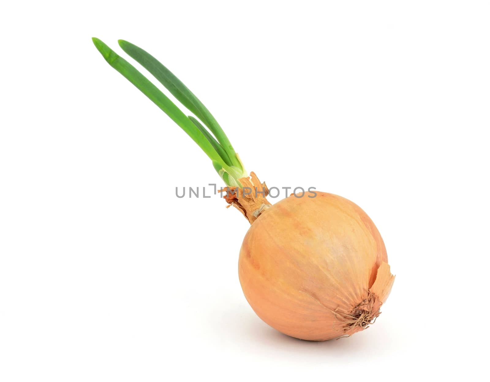 Onion on white background by hamik