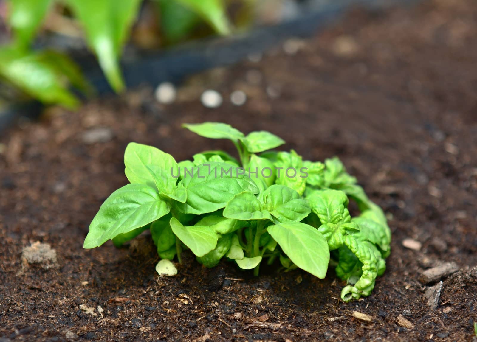 Growing basil plant in the ground. by hamik