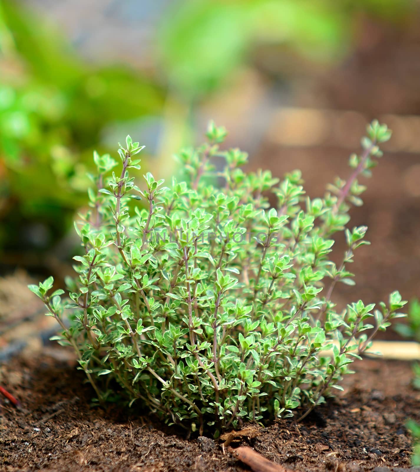 Closeup of growing fresh thyme plant in the ground.