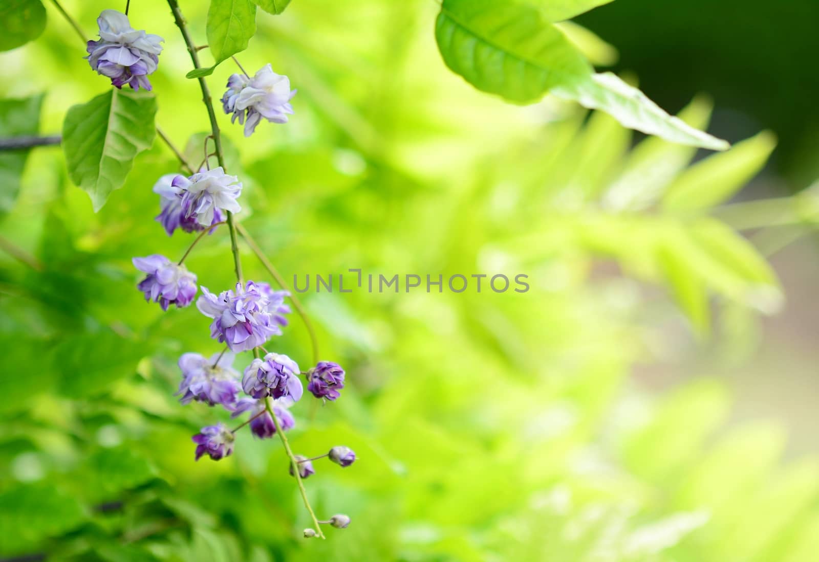 Wisteria sinensis plant closeup. by hamik