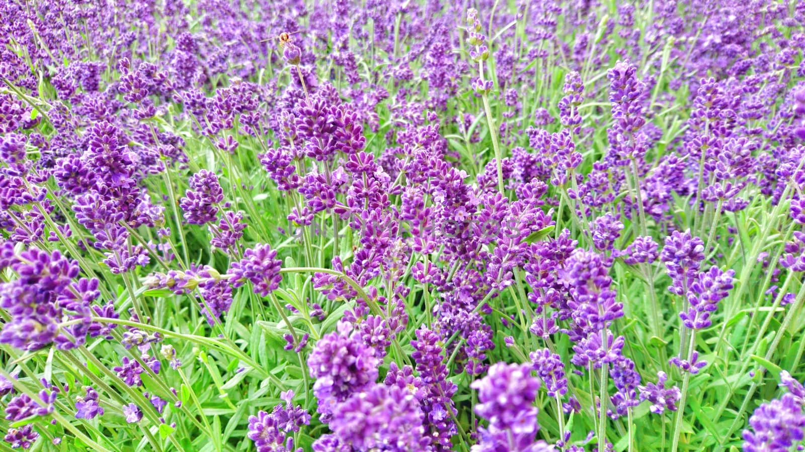 Close up of beautiful lavender field in vivid colors.