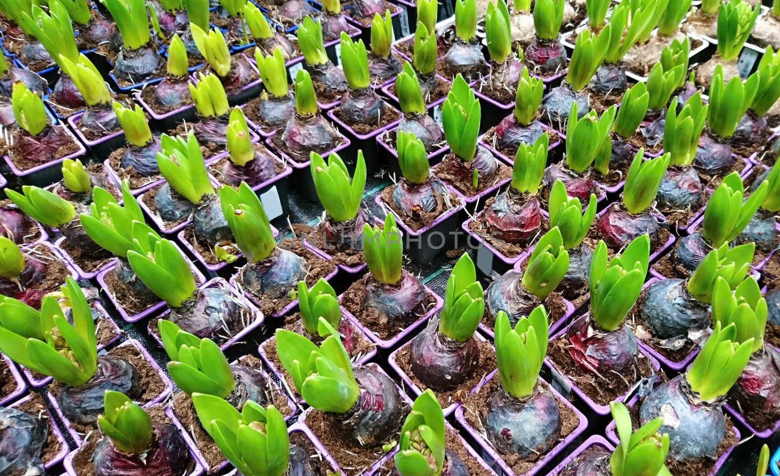 Top View on Young Hyacinths in Pots Sorted in a Row. Planting of a Young Hyacinth Plants High Angle View.