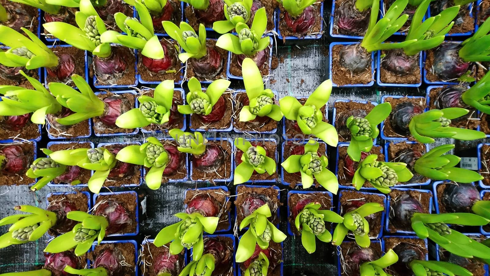 Top View on Young Hyacinths in Pots Sorted in a Row. Planting of a Young Hyacinth Plants High Angle View.