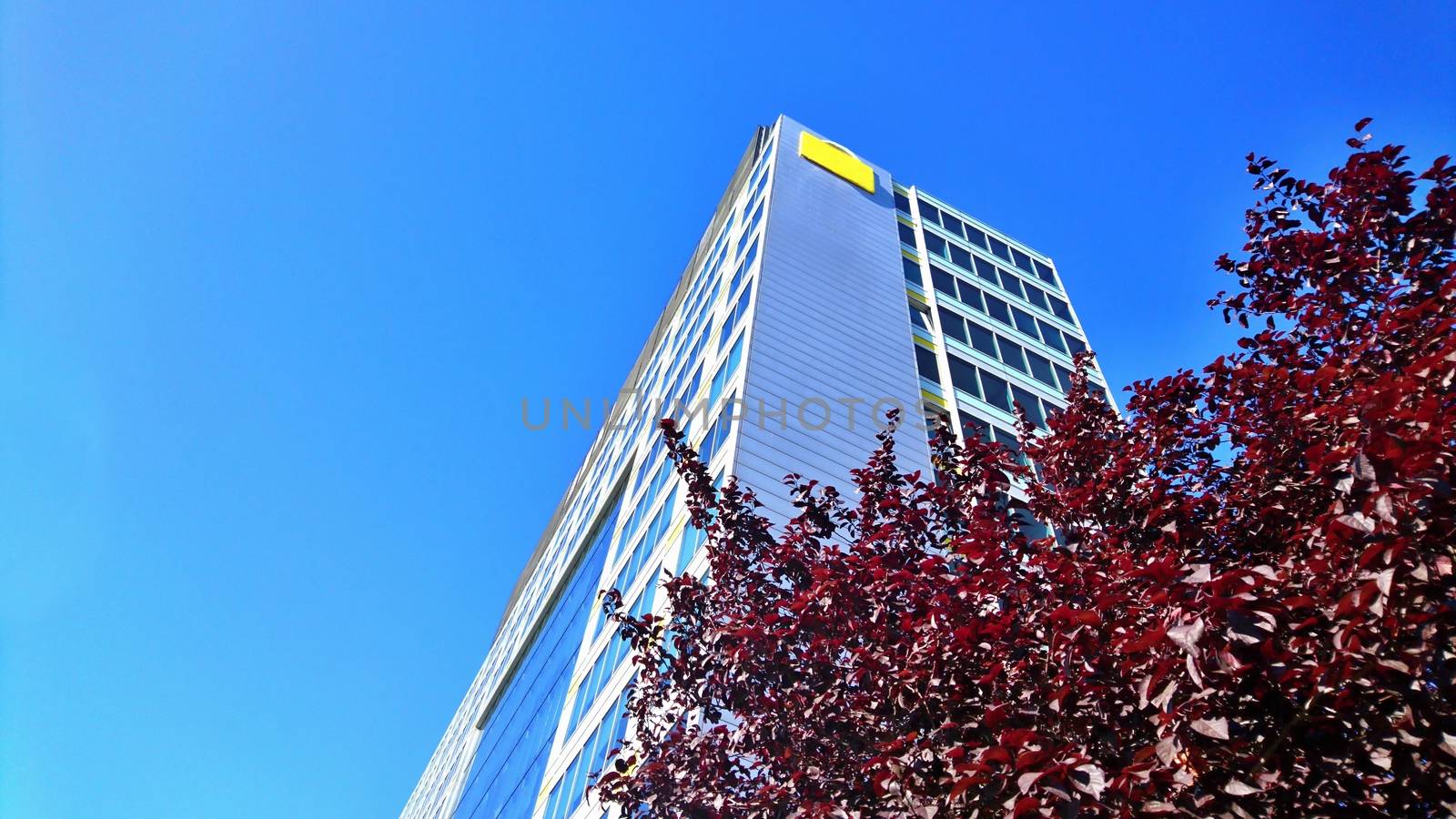 A low angle view of modern office glass building exterior behind the tree against the blue sky.