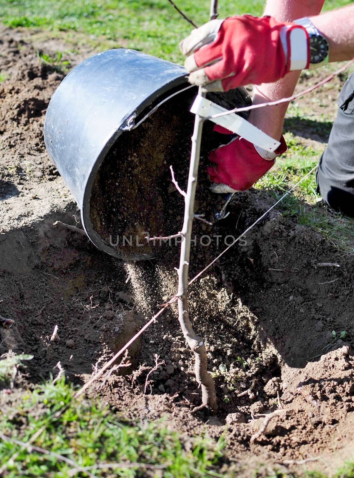 Man planting a tree into a hole at early spring in the garden.