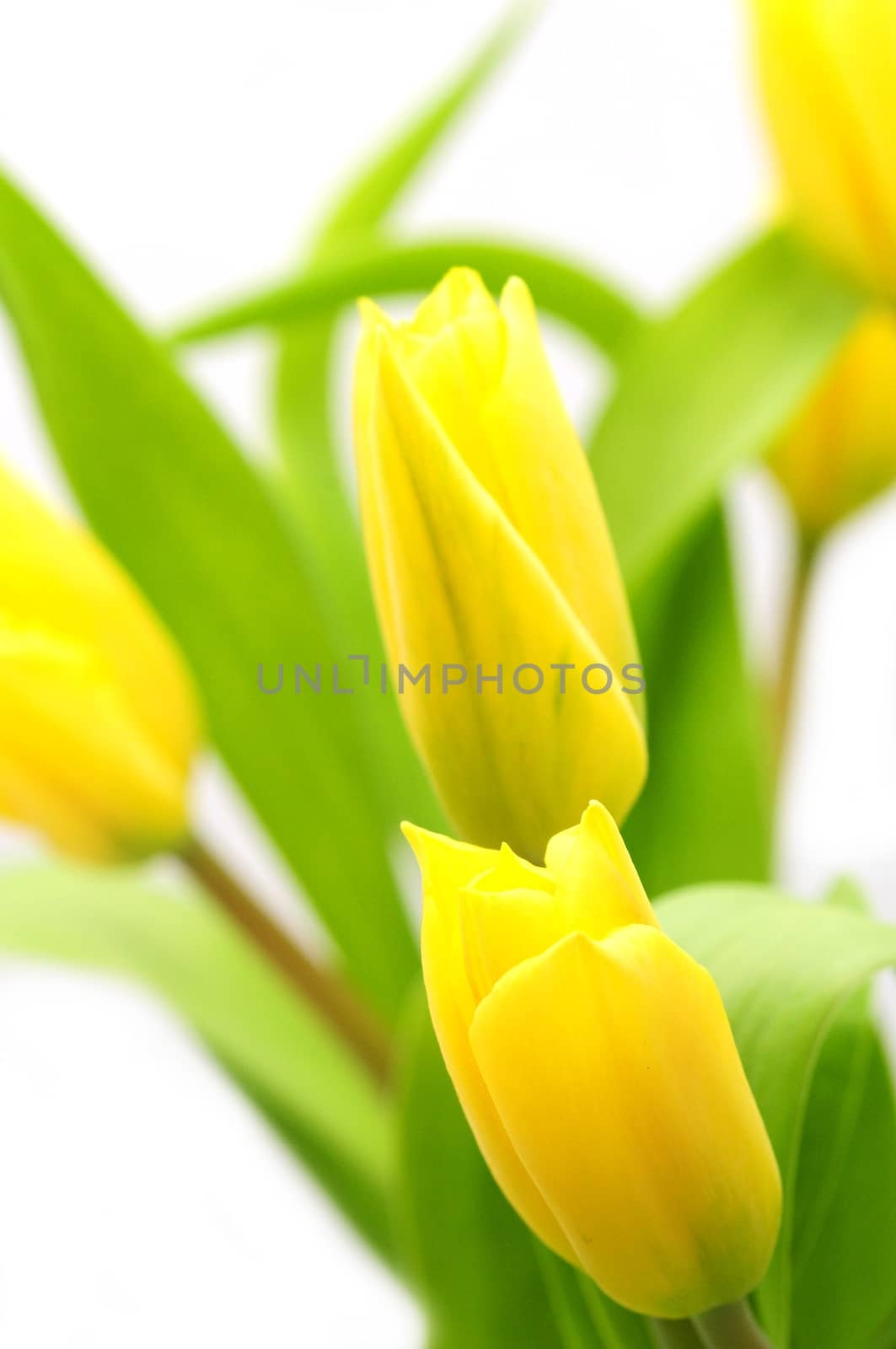 Yellow tulips over white background by hamik