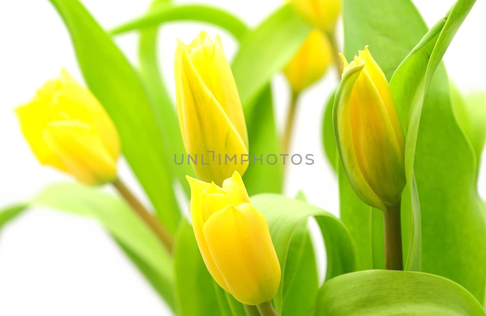 Yellow tulips over white background by hamik