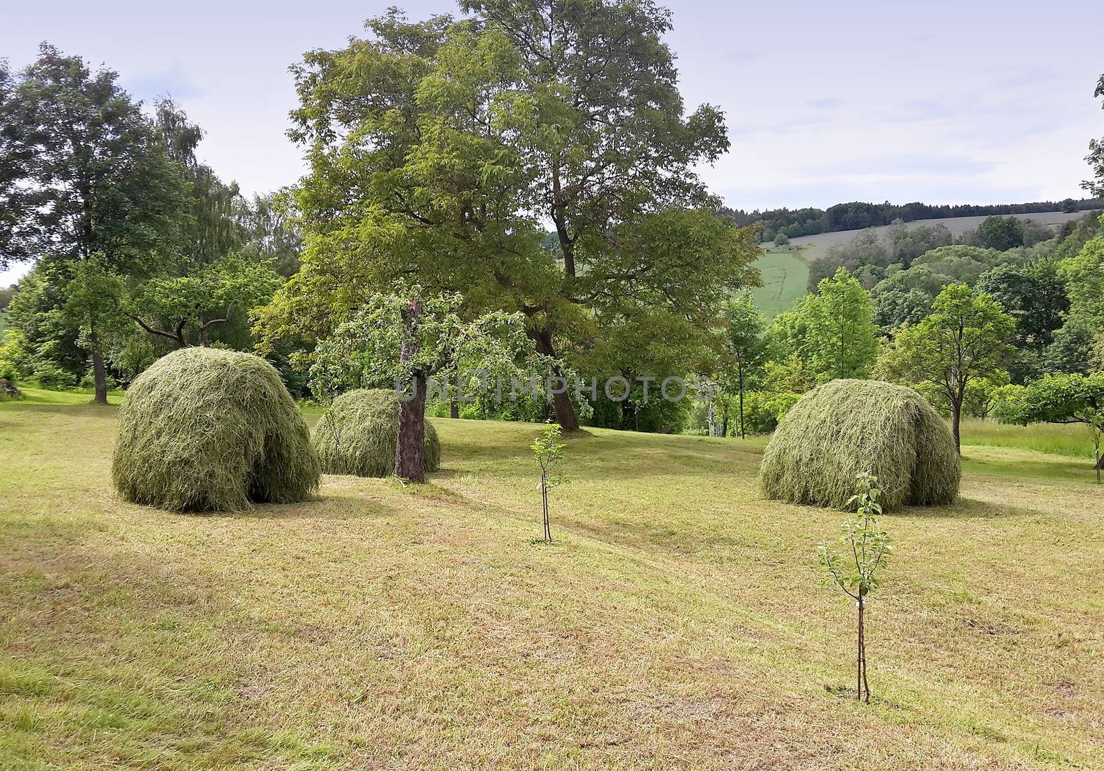 Rural scenery of country garden with haystacks made after cut grass and raking hay.