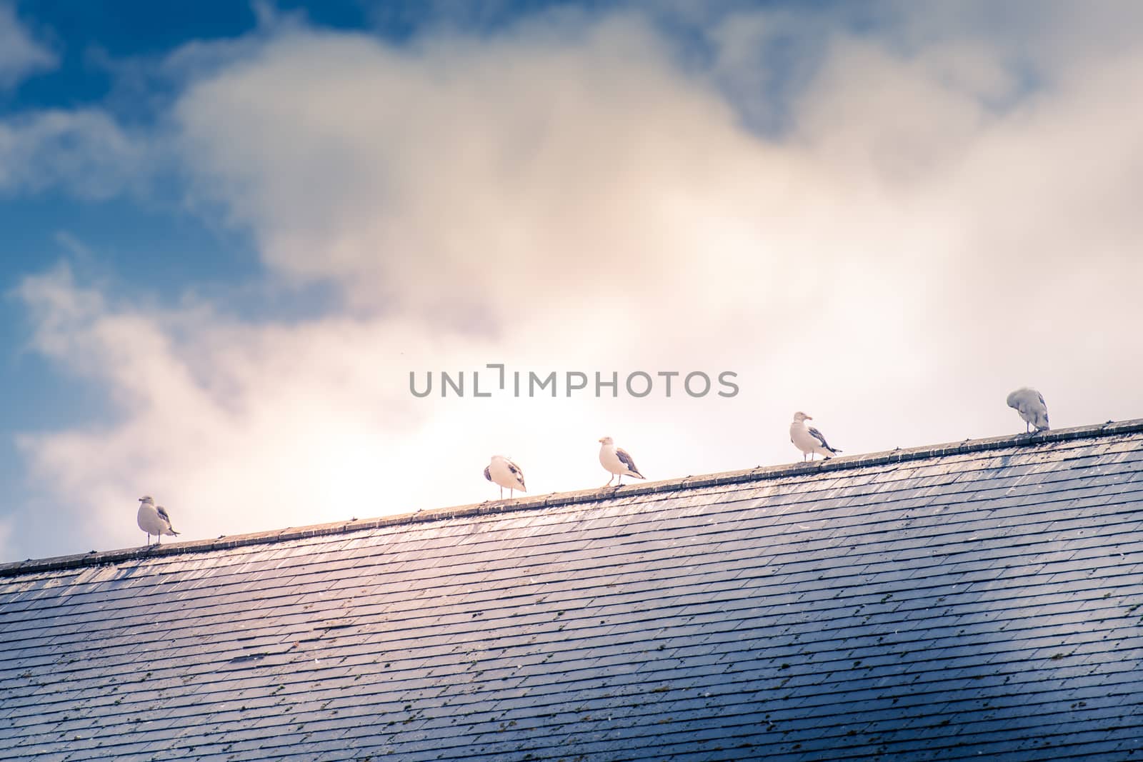 five seagulls on tiled roof on a sunny day in the Cotswolds by paddythegolfer