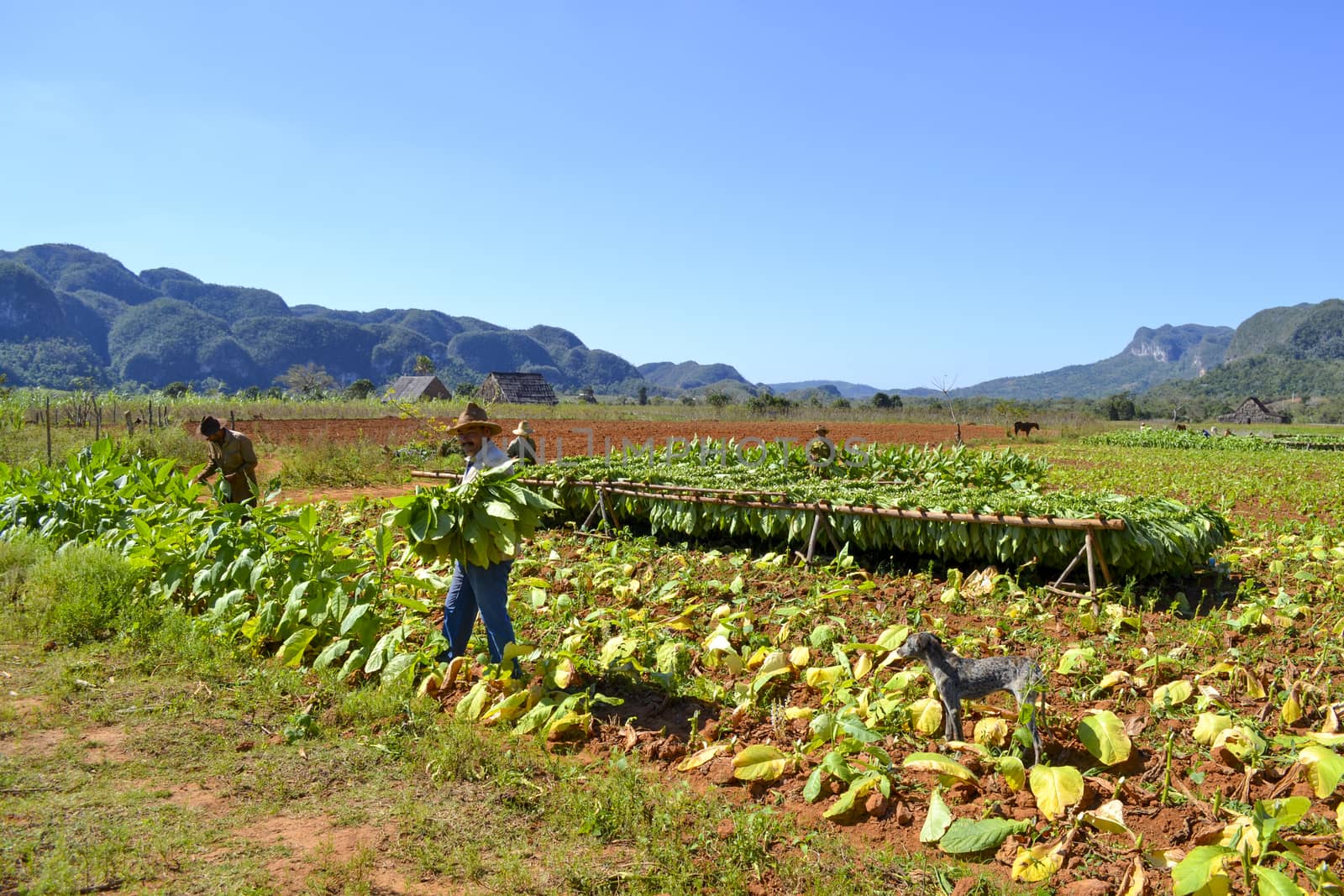 Tobacco farmers harvest the artisanal and manual way without machines in Vinales, Cuba. by kb79