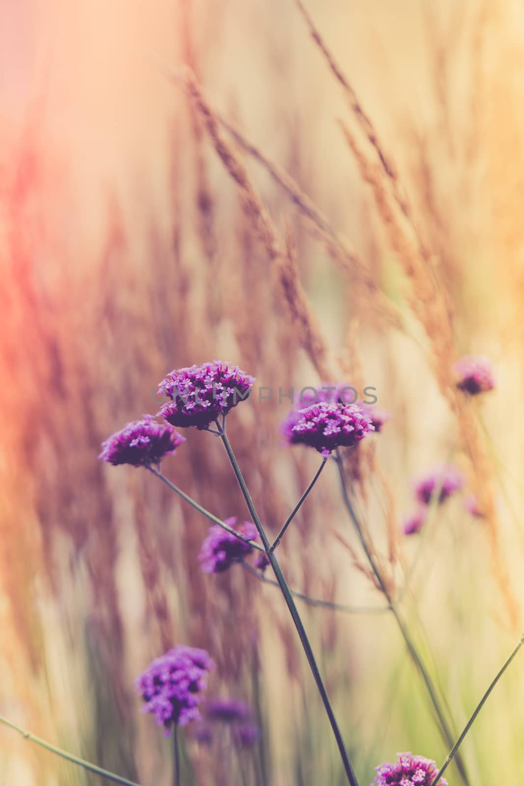 Verbena flower with beautiful diffused soft background by paddythegolfer
