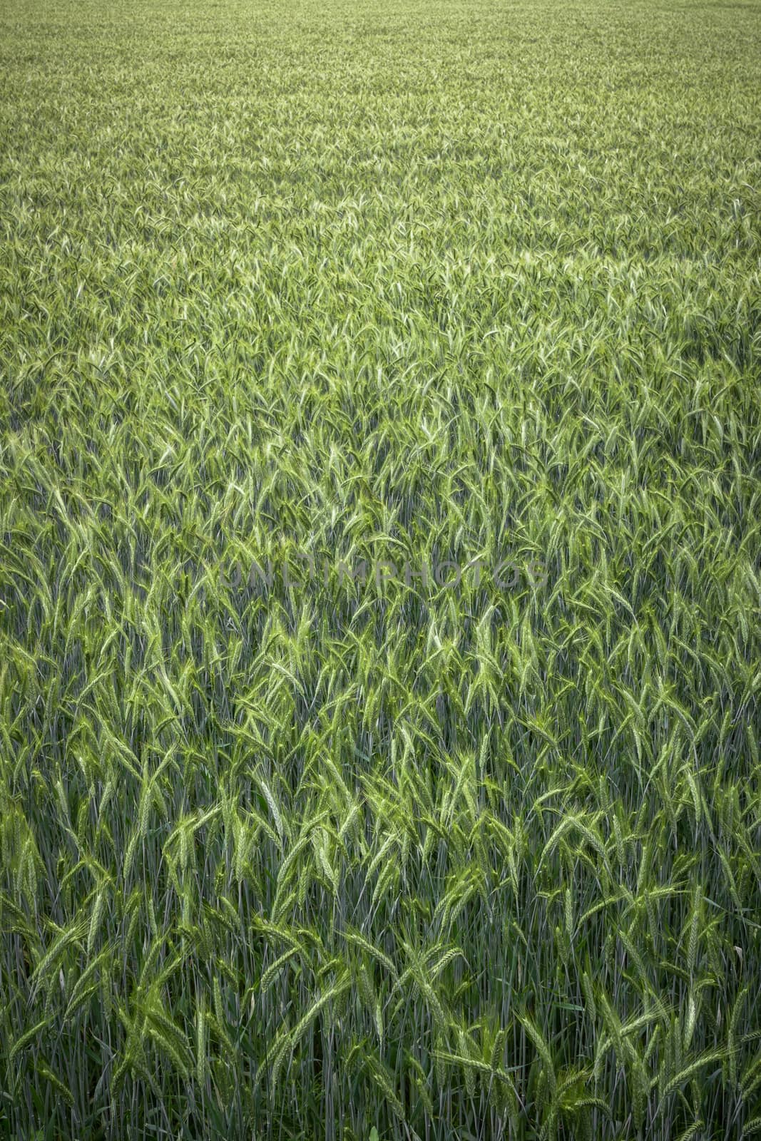 Top view of a wheat field with ears Top view of a wheat field with ears newborn.