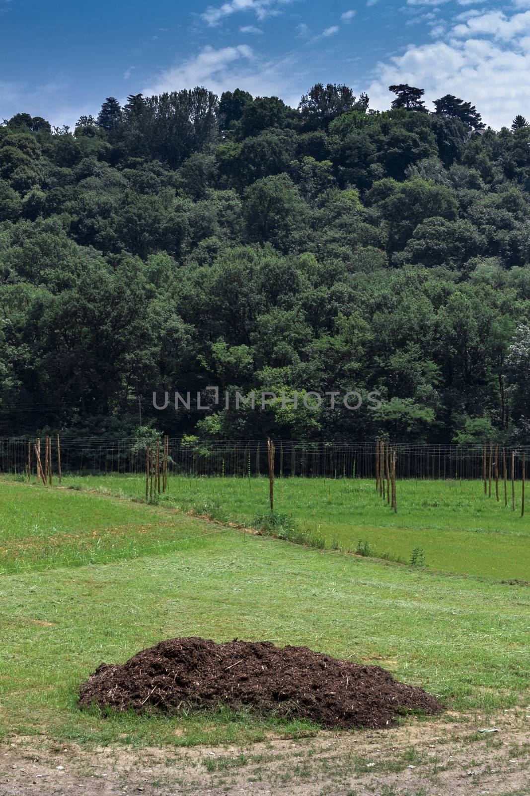 A large portion of manure in an agricultural field.