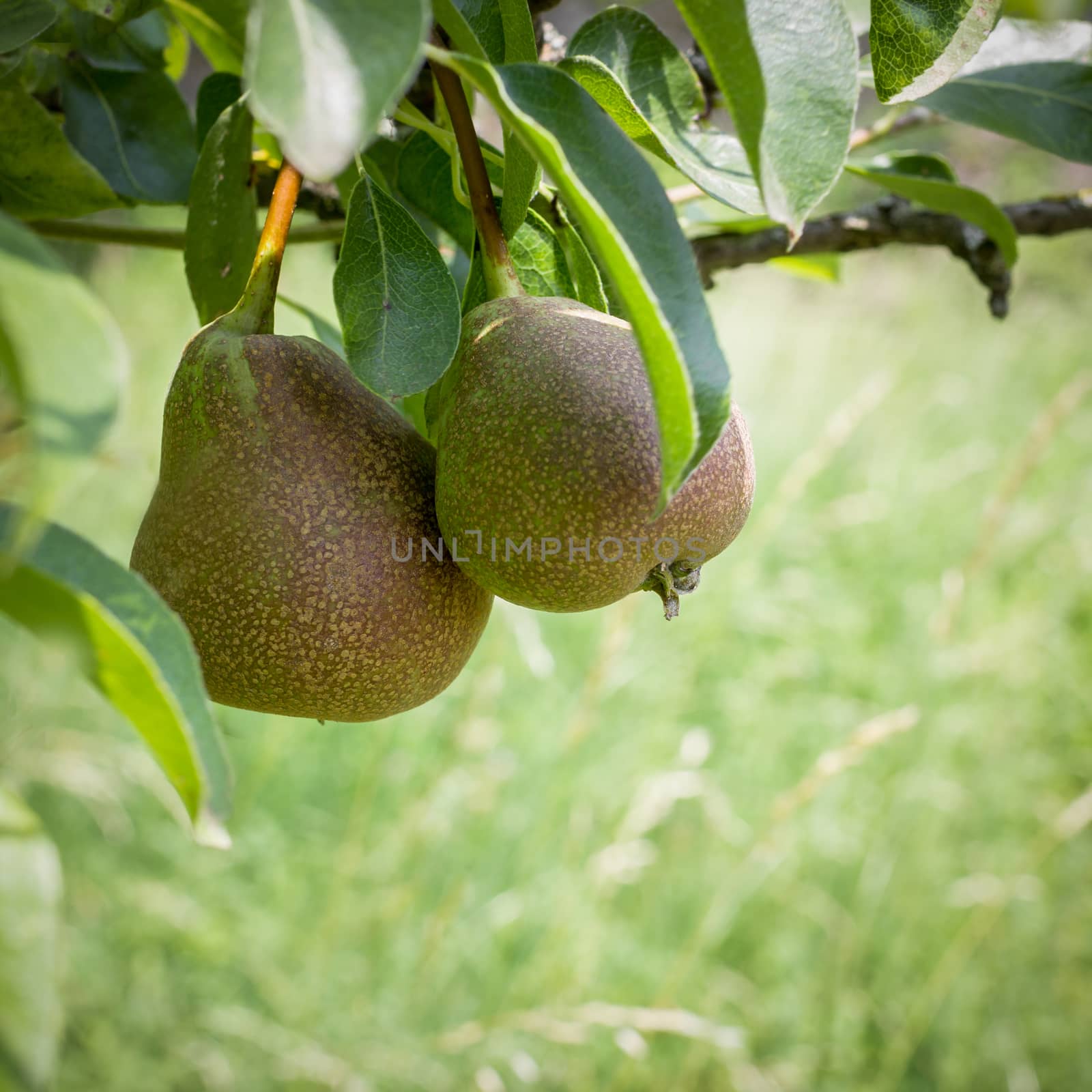 Two pears on a branch, with blur in the background.