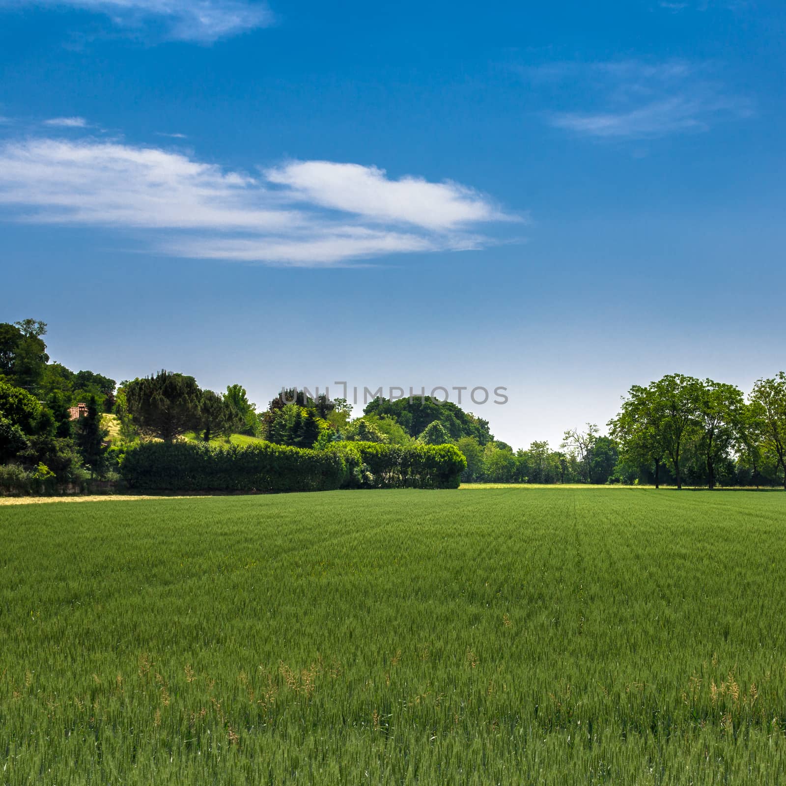 Panorama of a wheat field in the middle of spring.