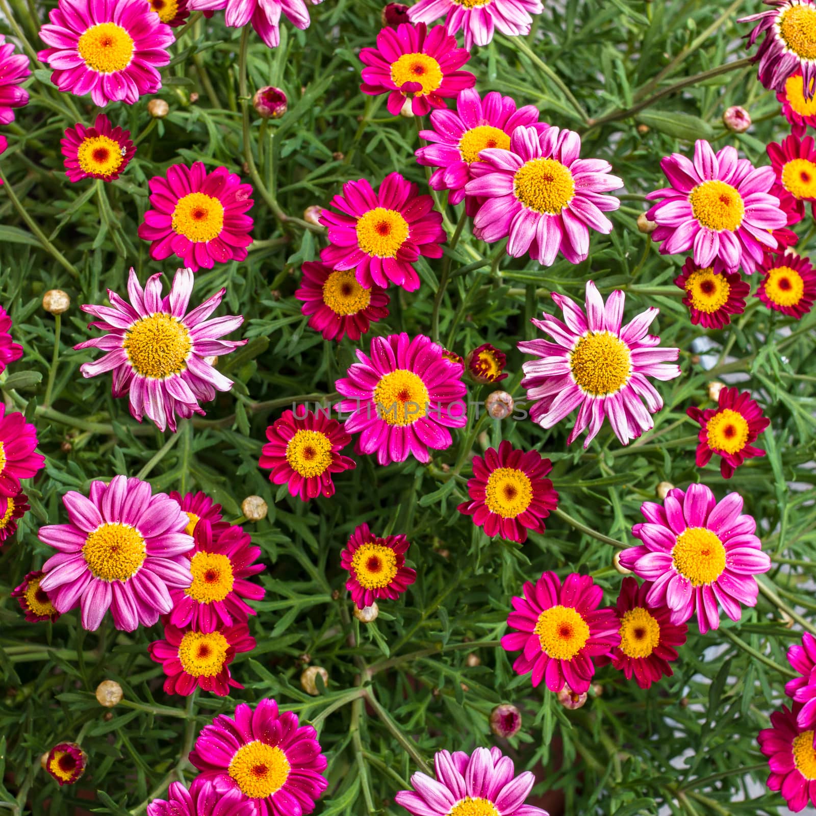 An amazing bunch of a spring flowers, made bright colors.