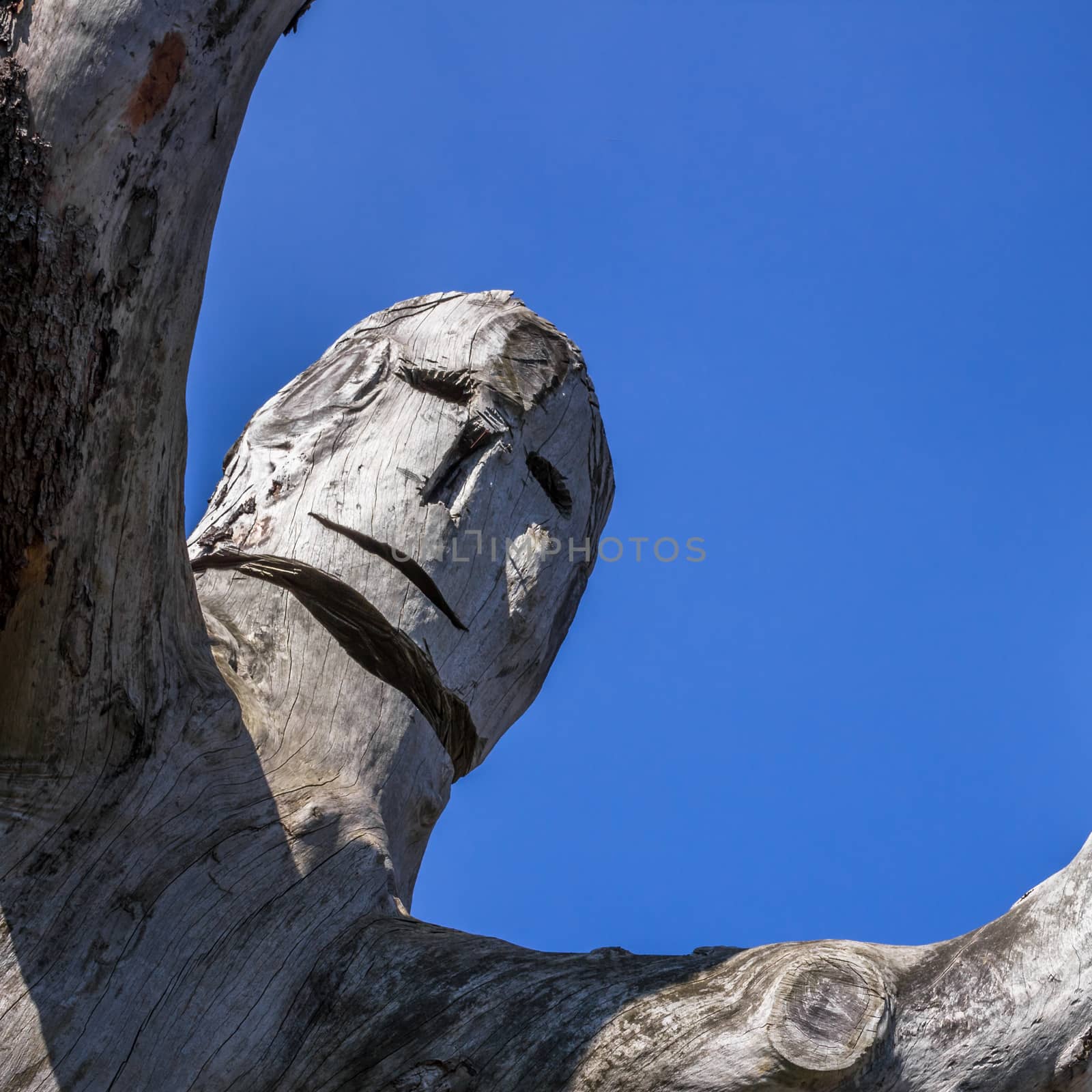 Tree trunk carved by germanopoli