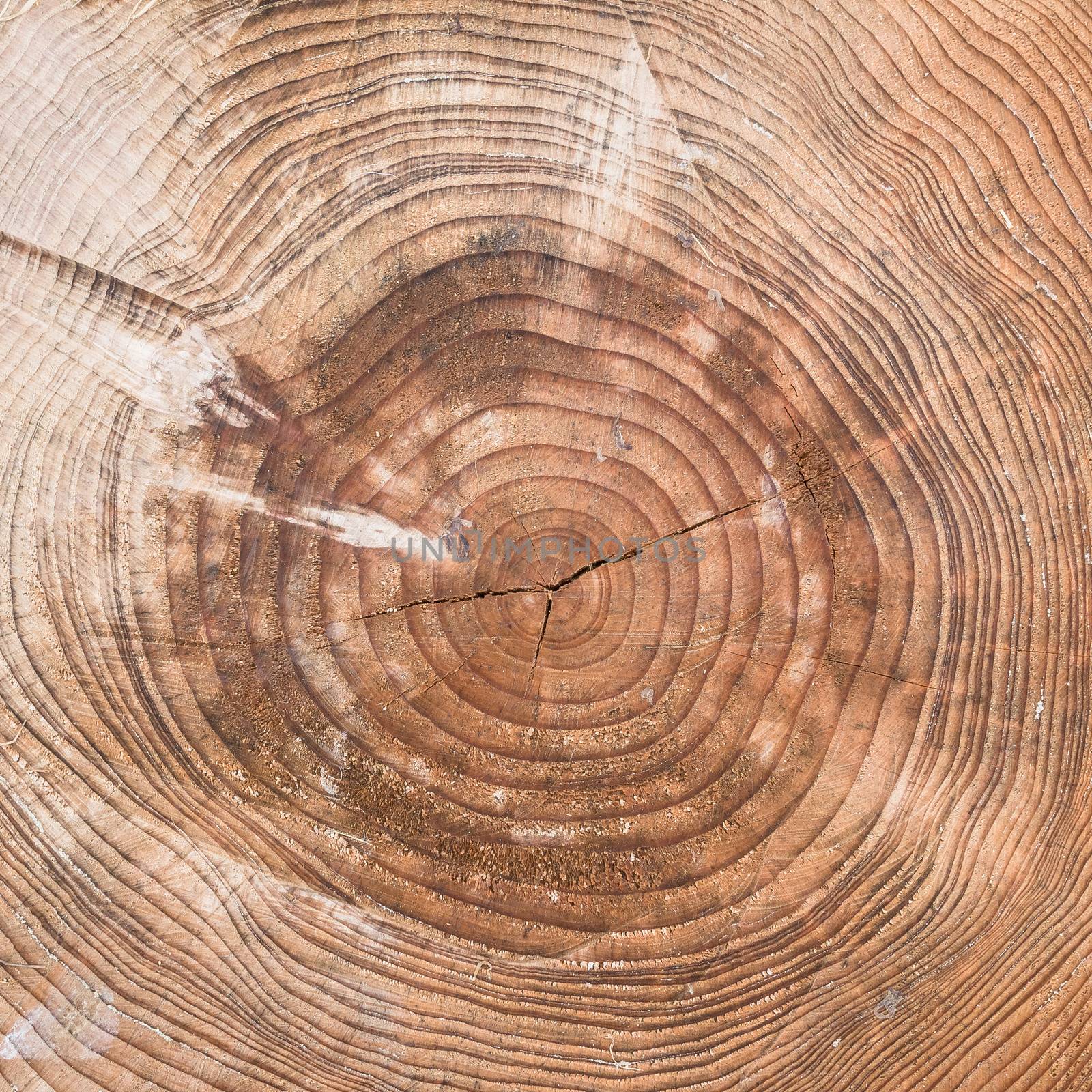 A tree trunk cut with chainsaw.