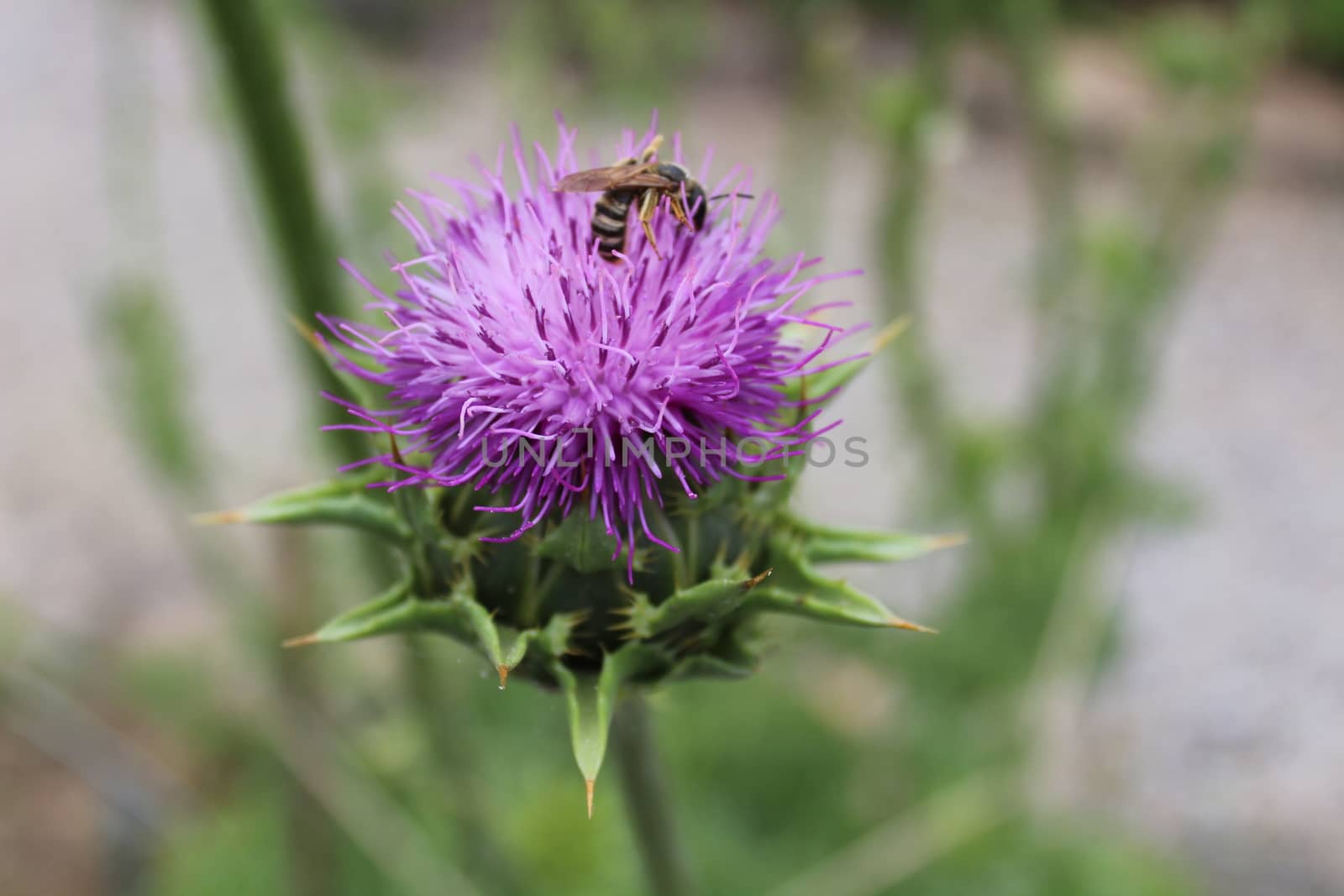 milk thistle in the ground by martina_unbehauen