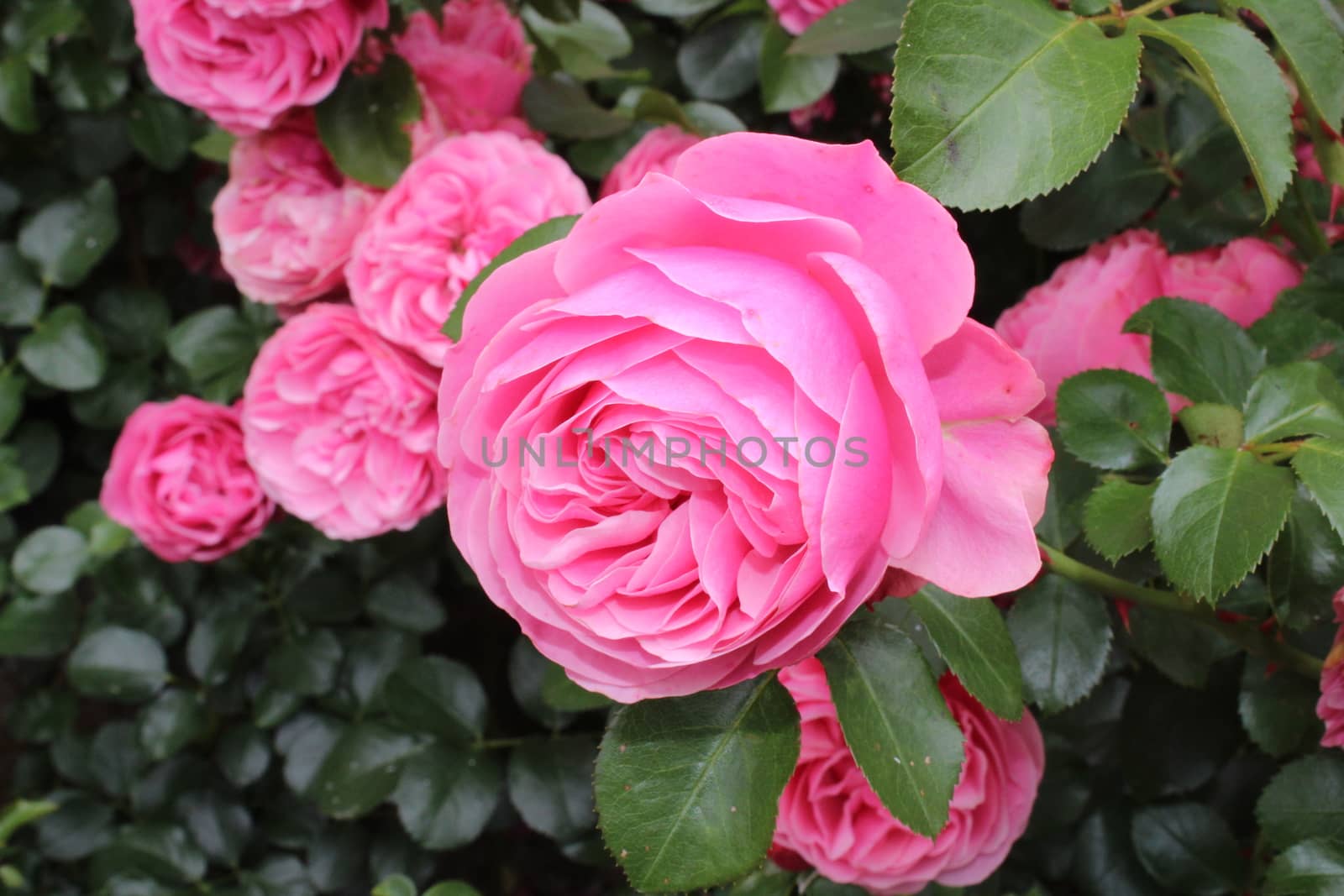 The picture shows pink roses in the garden