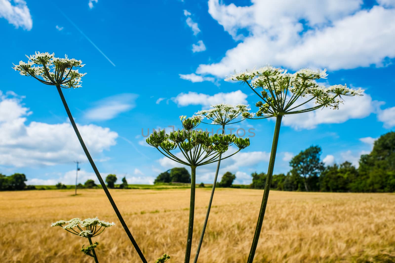 landscape of the Cotswolds in beautiful summer sunshine UK