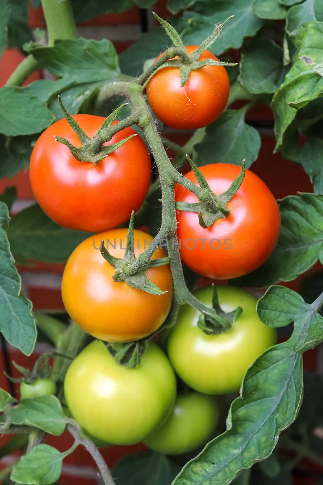 Some big green tomatoes on a bush growing at the wall of a house. Agriculture concept.