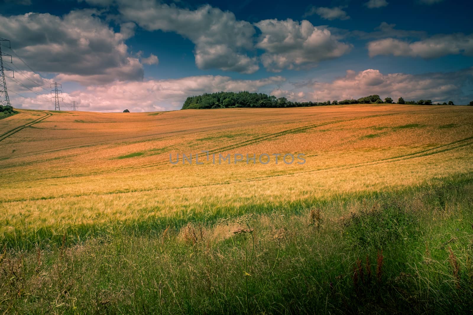 barley field and sunlight in summer with beautiful blue sky by paddythegolfer