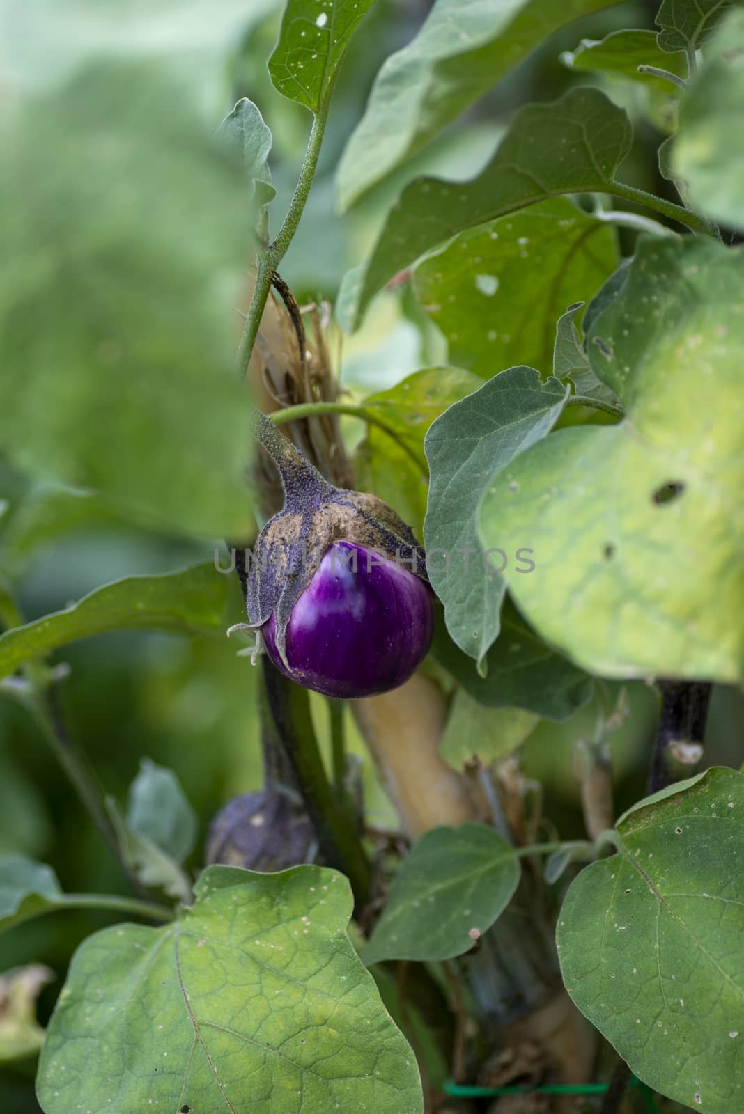 eggplant plant growing in its period on a sunny day