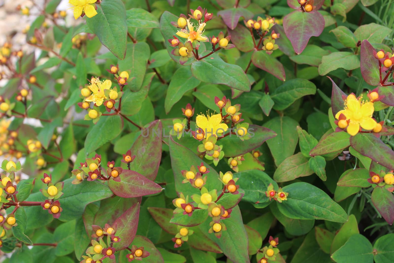 The picture shows blossoming tutsan in the garden