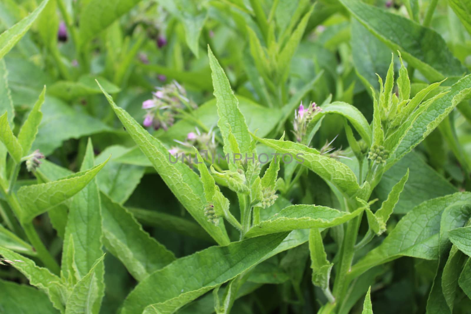 The picture shows a field of comfrey with blossoms