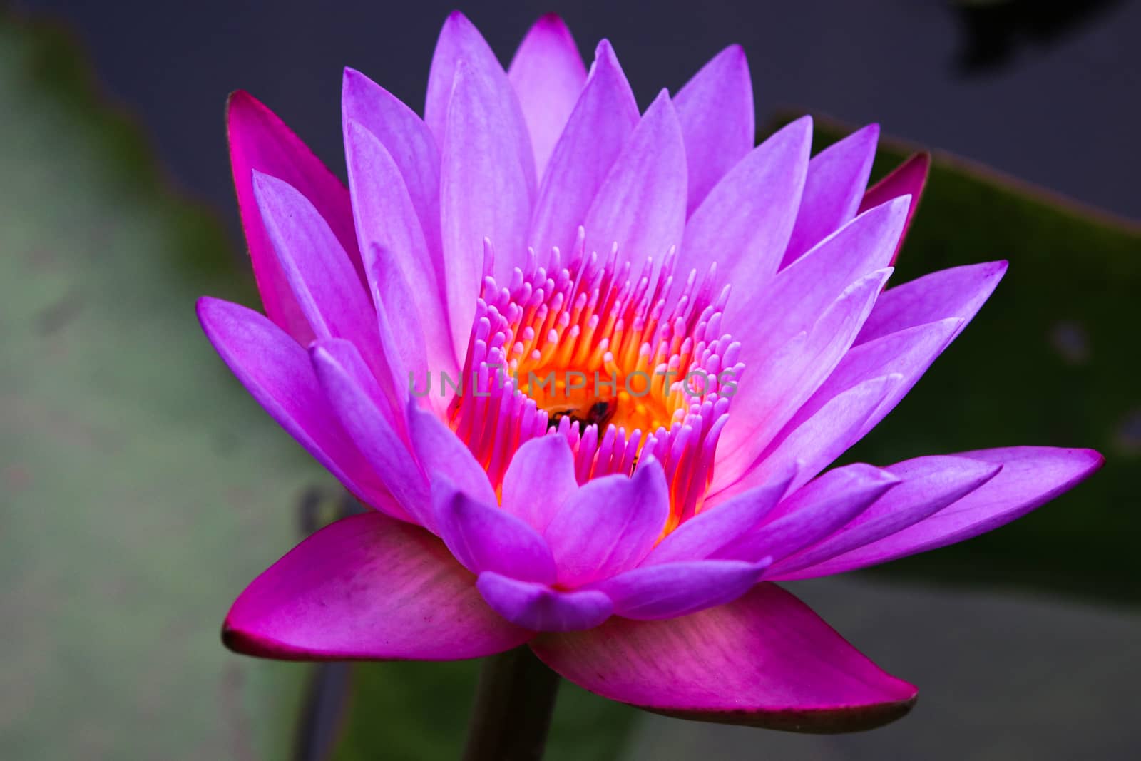 Waterlily purple color with bees at the center of pollen bright by louisnina