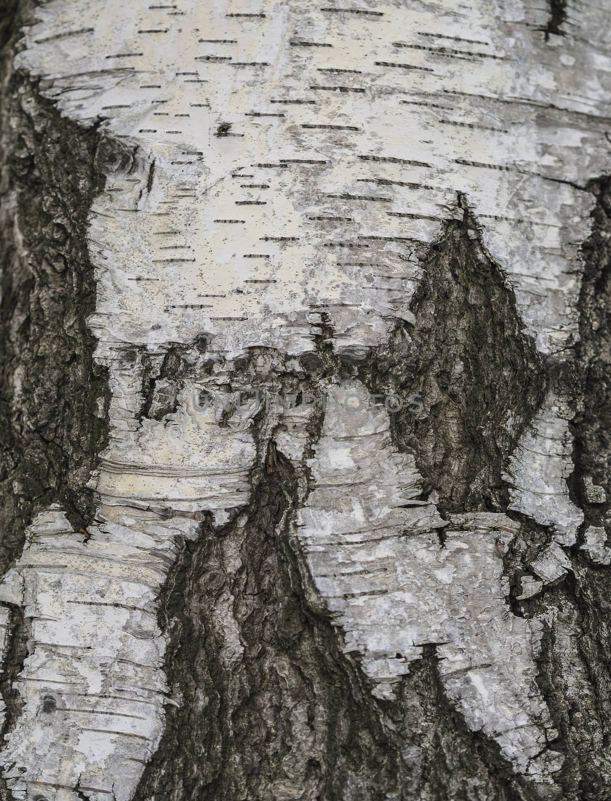 close up birch tree bark natural background