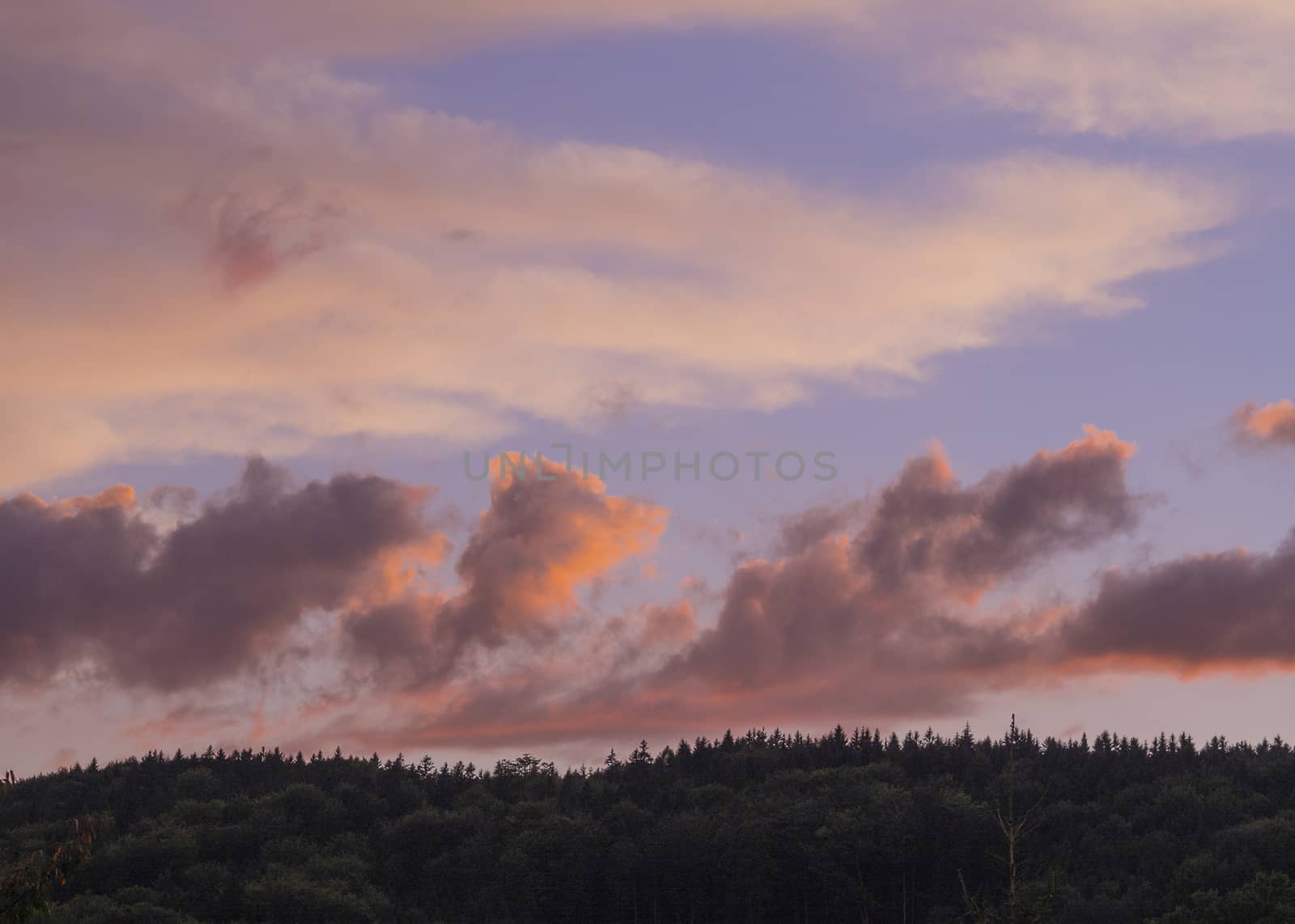 pink orange sunset clouds on green spruce tree forest horizon