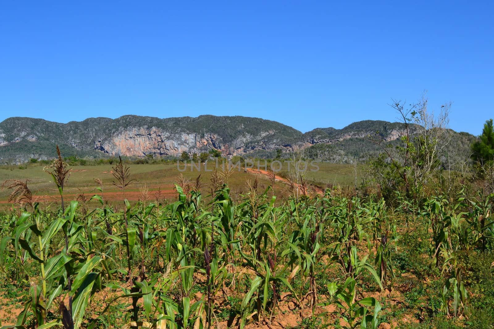 Corn crop field in the valley of Vinales, Cuba. Landscape, nature, travel and tourism.