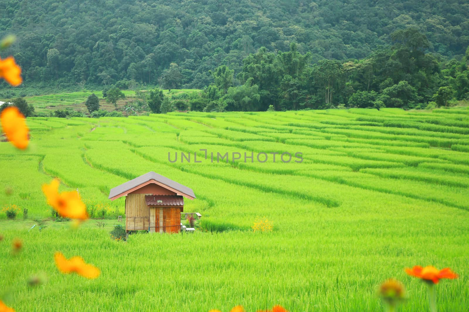 Terraced rice fields with small house at Chiang mai agriculture mountain view,  landscape background