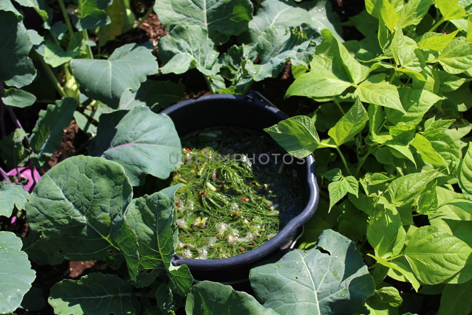 liquid manure from herbs in the garden by martina_unbehauen